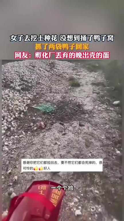 女子去挖土種花，沒想到捅了鴨子窩，抓了兩袋鴨子回家