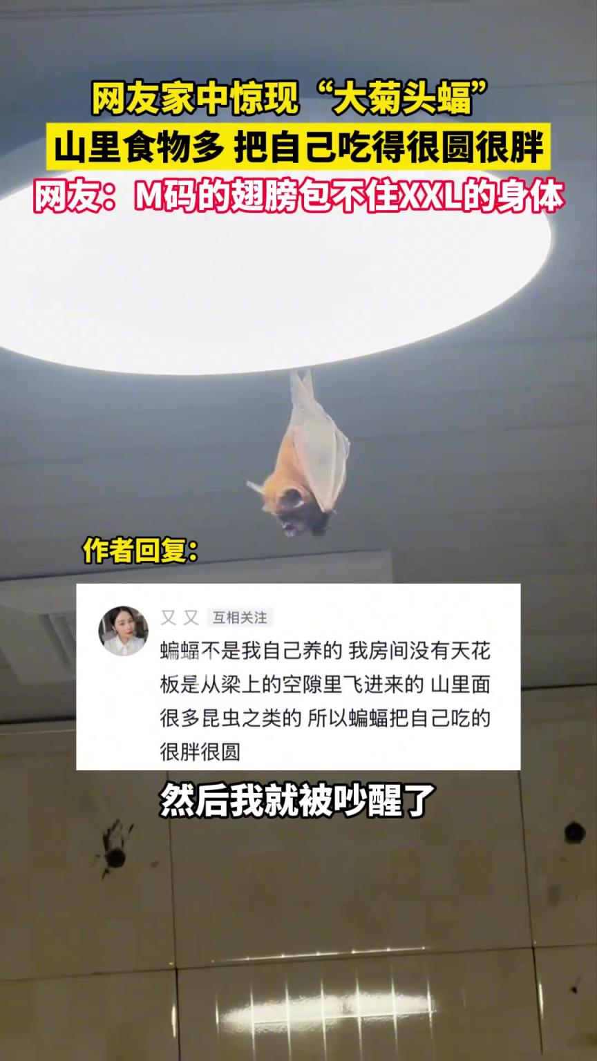 網(wǎng)友家中驚現(xiàn)“大菊頭蝠”,山里食物多,把自己吃得很圓很胖