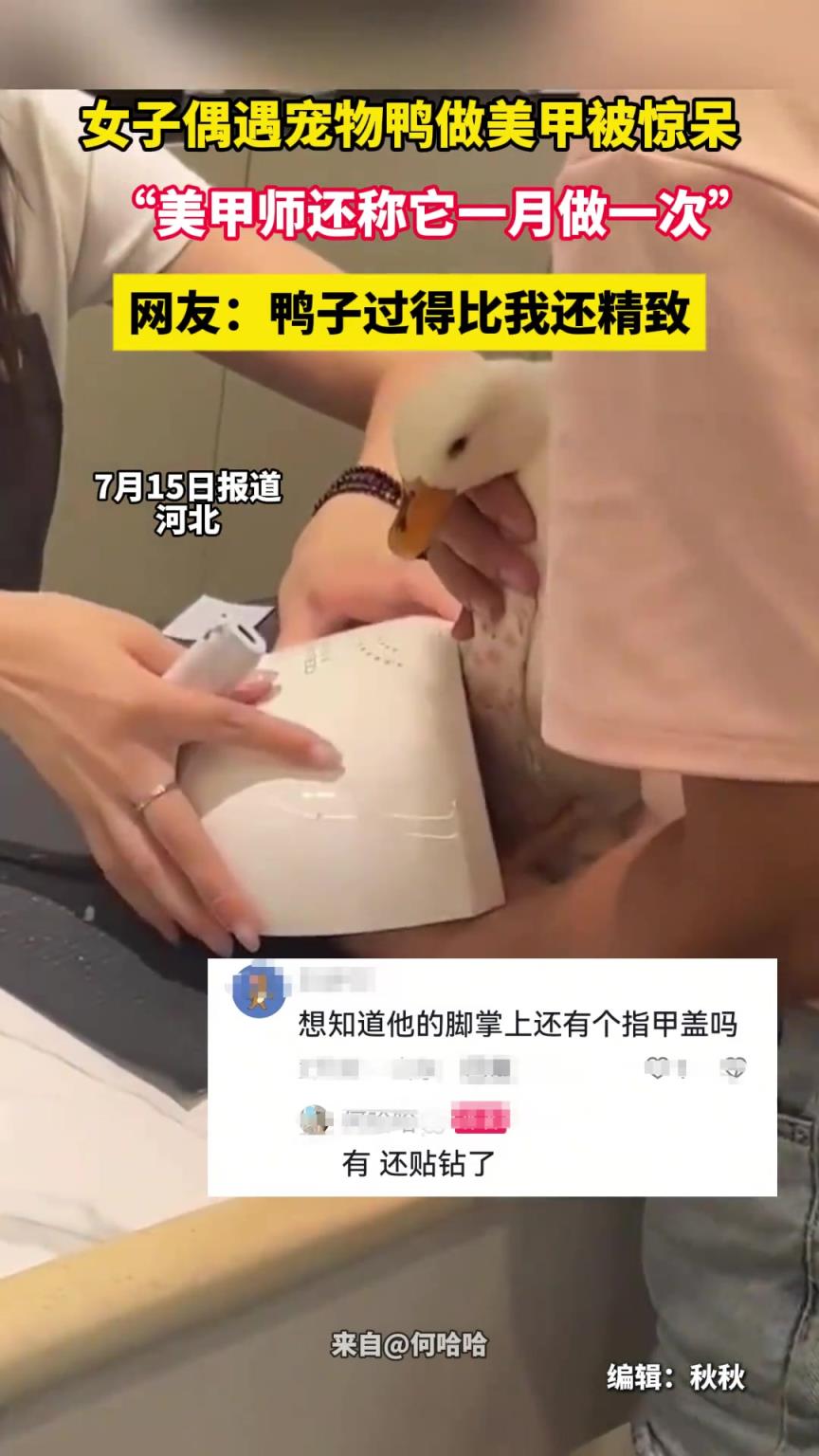 女子偶遇寵物鴨做美甲被驚呆，“美甲師還稱(chēng)它一月做一次”