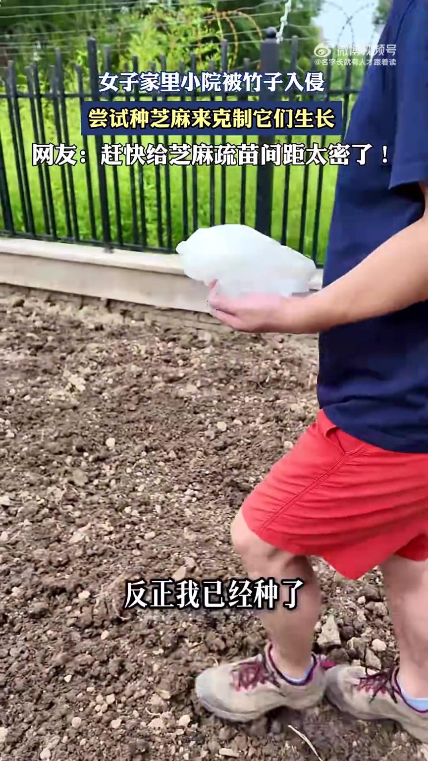 女子家里小院被竹子入侵,嘗試種芝麻來克制它們生長?