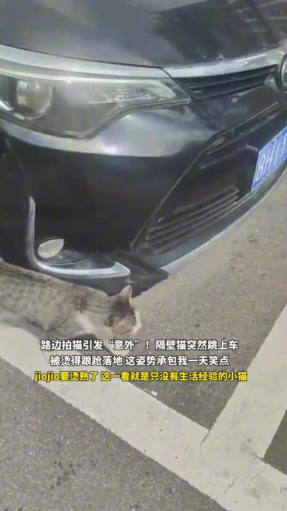 又心疼又想笑 貓：草率了…