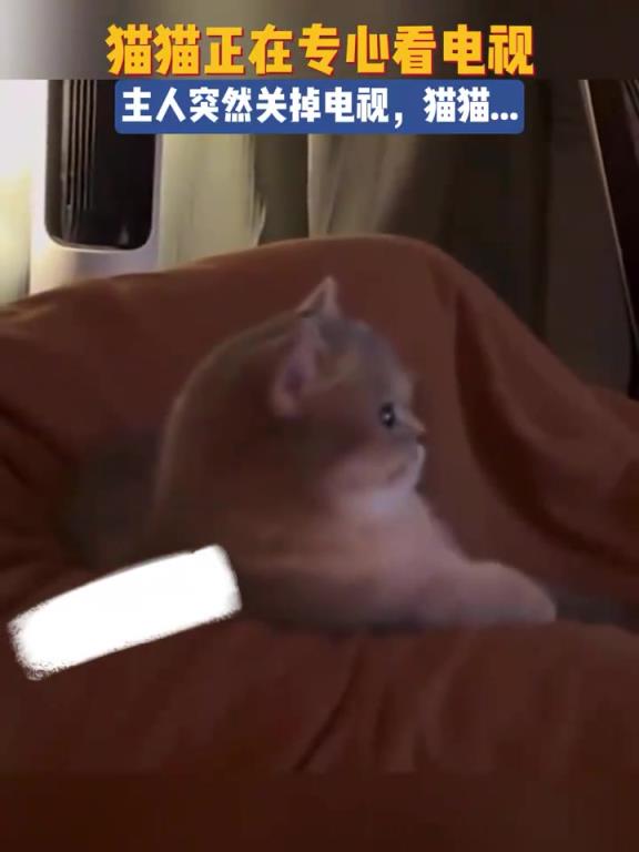 從一只貓貓的臉上看見(jiàn)了生氣二字。