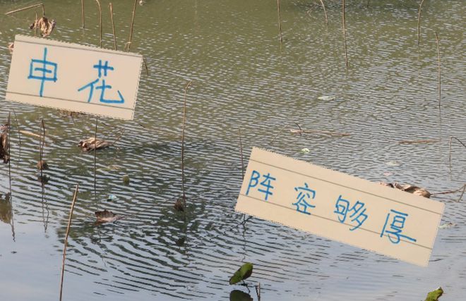 申花全替補 依然是大部分國腳陣容 怪不得可以稱霸中超榜首