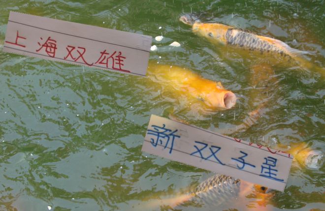 上海德比后！海港的双子星 跟申花双子星能去东亚杯报到吗