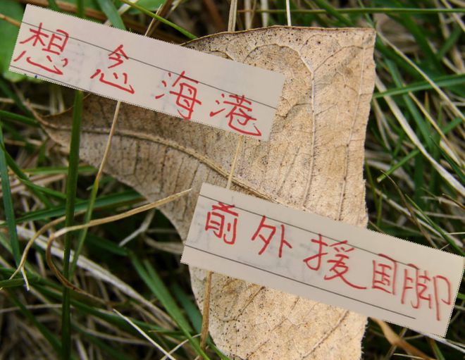 中超三大豪門 就差海港沒有外援國腳了 球迷想念奧斯卡嗎