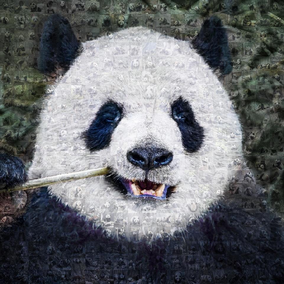 不止于“萌”：成都世運會吉祥物背后的生物多樣性保護(hù)力量