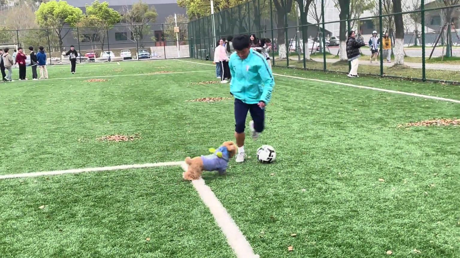 兄弟，你这被狗晃倒可不多见哦