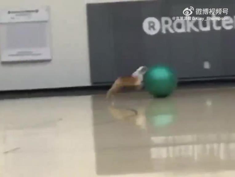 好可爱啊！克莱的爱犬Rocco去世了，他一定很伤心吧